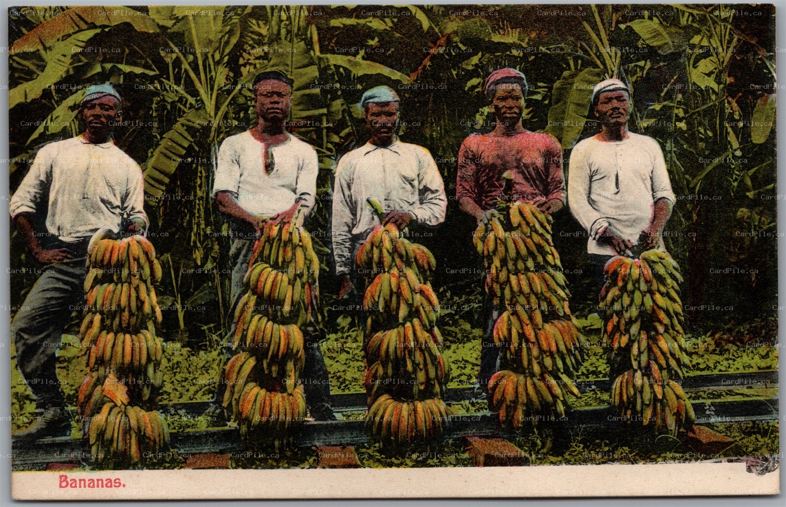 Postcard c1909 Banana Farmers 