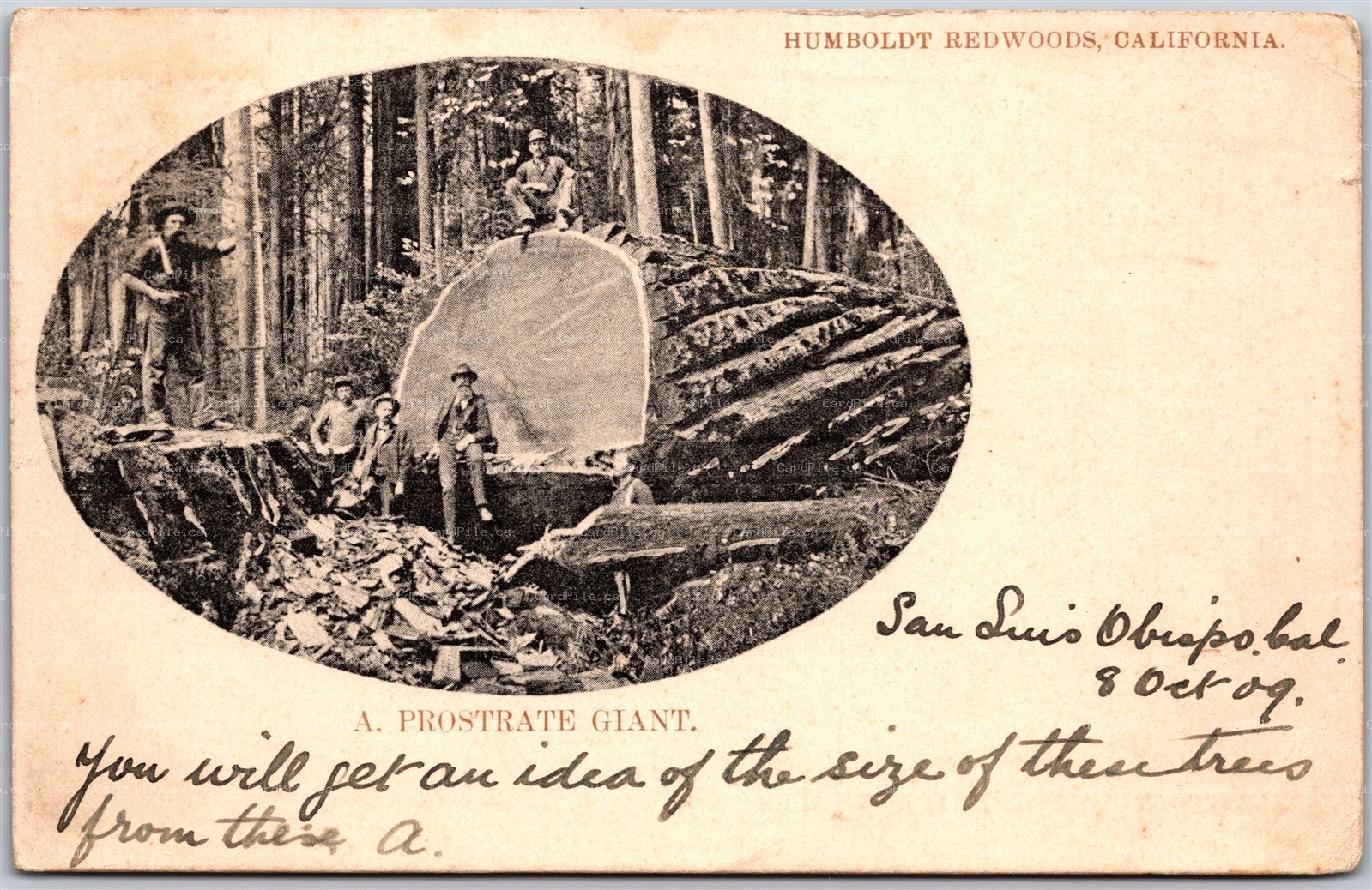 Postcard Humboldt Redwoods California 1909 A Prostrate Giant Logging Lumberjacks