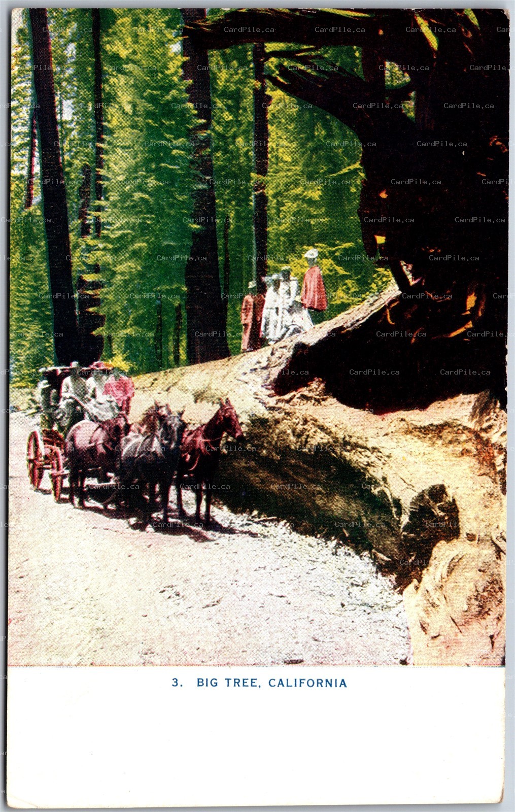 Postcard California c1910s A Big Tree Redwoods Horse Carriage