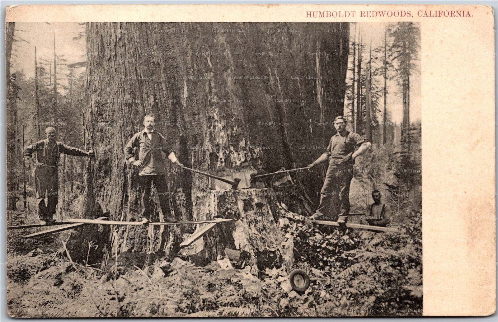 Postcard Humboldt Redwoods California 1900s Trees Axes Logging Lumberjacks