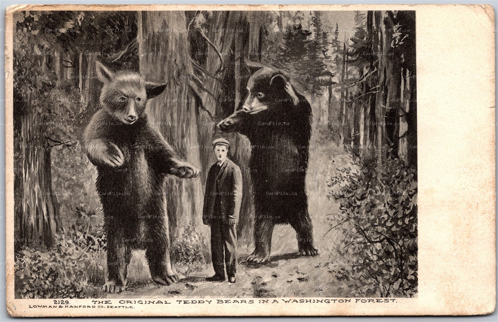 Postcard c1910 The Original Teddy Bears In a Washington Forest by Lowman Hanford