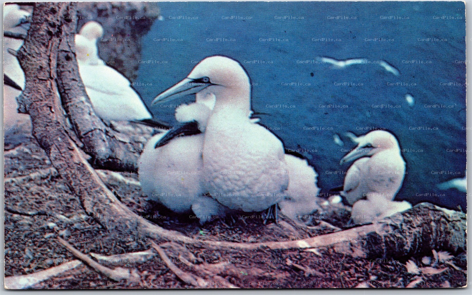 Postcard Perce Quebec Gannet Nesting Bird Sanctuary Bonaventure Island Gaspe 