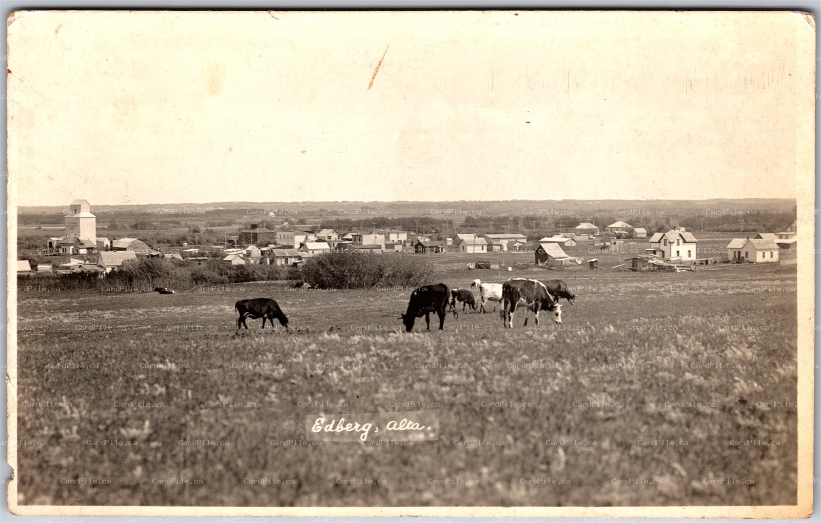 RPPC Edberg Alberta Camrose County Cows Grazing Grain Elevator by W. H. Bamber