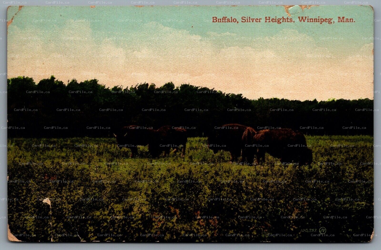 Postcard Winnipeg MB c1914 Buffalo Silver Heights CDS Cancel