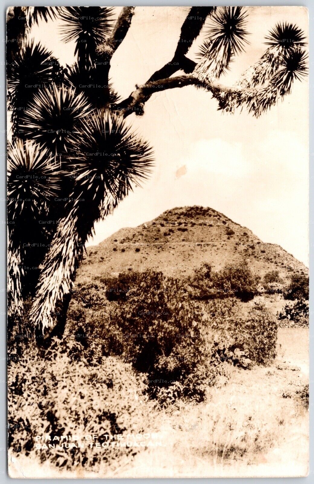 Postcard RPPC San Juan Teotihuacan Mexico Pyramid of the Moon Yuca Tree