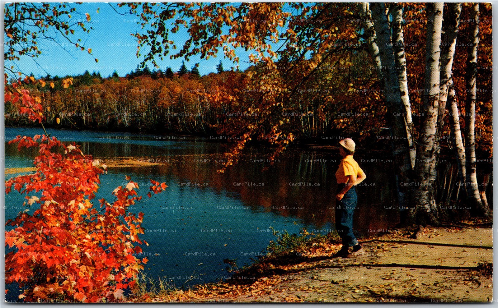 Postcard Campbellford Ontario Scenic View Indian Summer Northumberland County