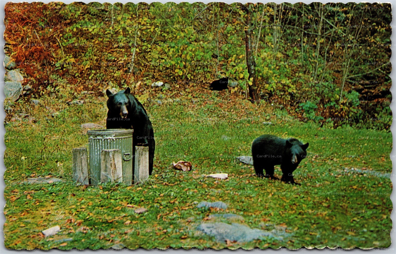 Postcard c1973 Greetings From Dalhousie New Brunswick Black Bears Having Lunch