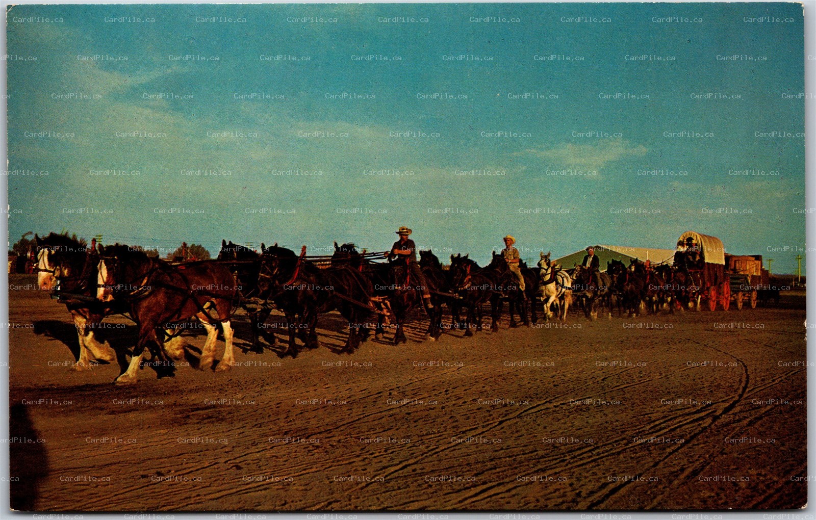 Postcard Saskatchewan 22 Clydesdales Percherons Belgians Pulling Freighter Wagon