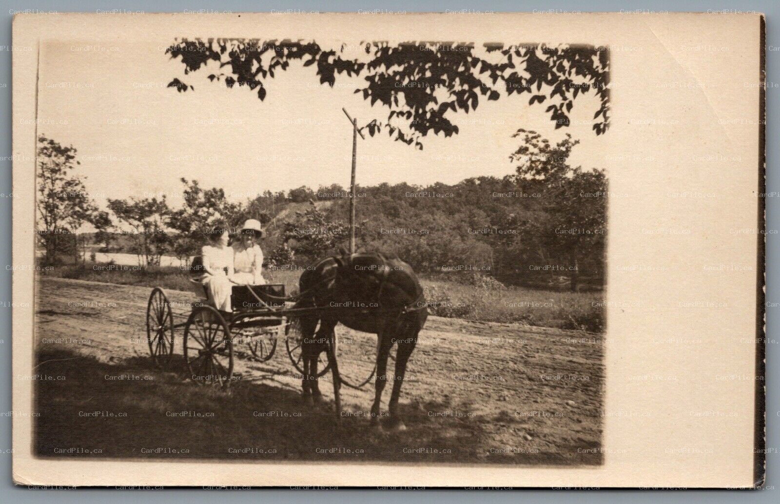 Postcard RPPC c1910s United States Two Women on Horse Carriage Unknown Location