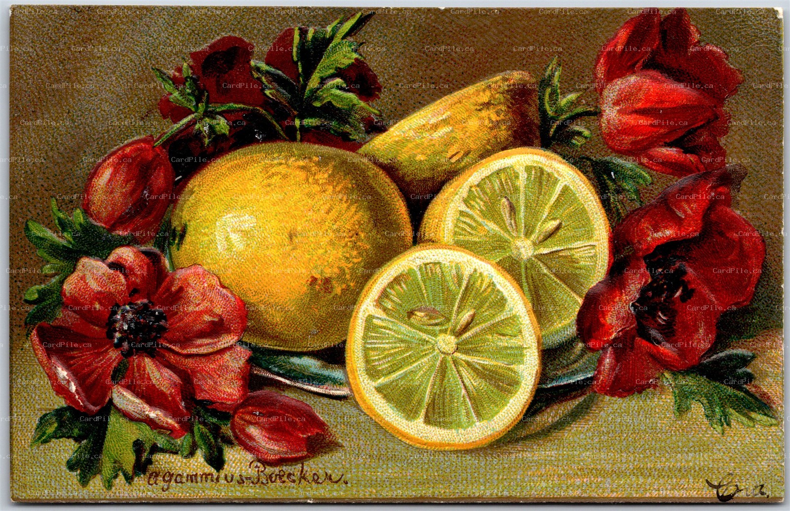 Postcard c1907 Still Life Lemons & Poppies Artist Signed Agammius Boecker
