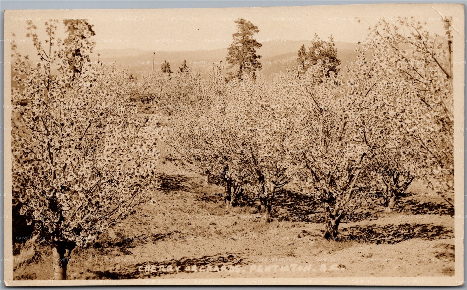 Postcard RPPC Penticton British Columbia Cherry Orchards by Stocks Photo