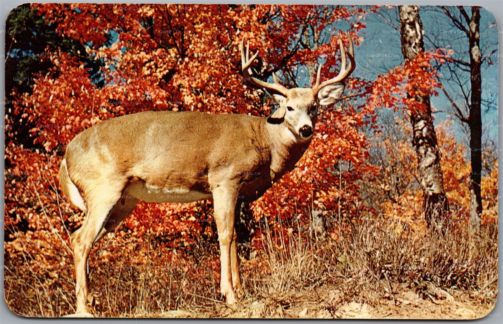Postcard c1959 Greetings From The Haliburton Highlands Ontario Buck Deer