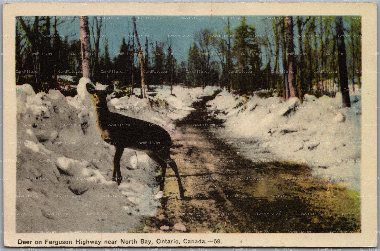 Postcard North Bay Ontario Deer on Ferguson Highway Winter Scene Nippising