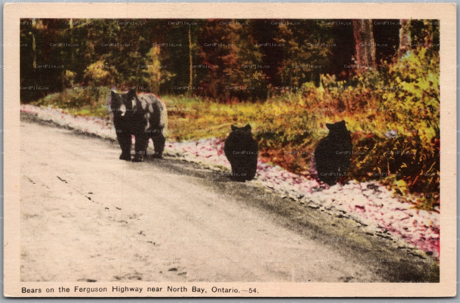 Postcard North Bay Ontario Bears on the Ferguson Highway Nippising District