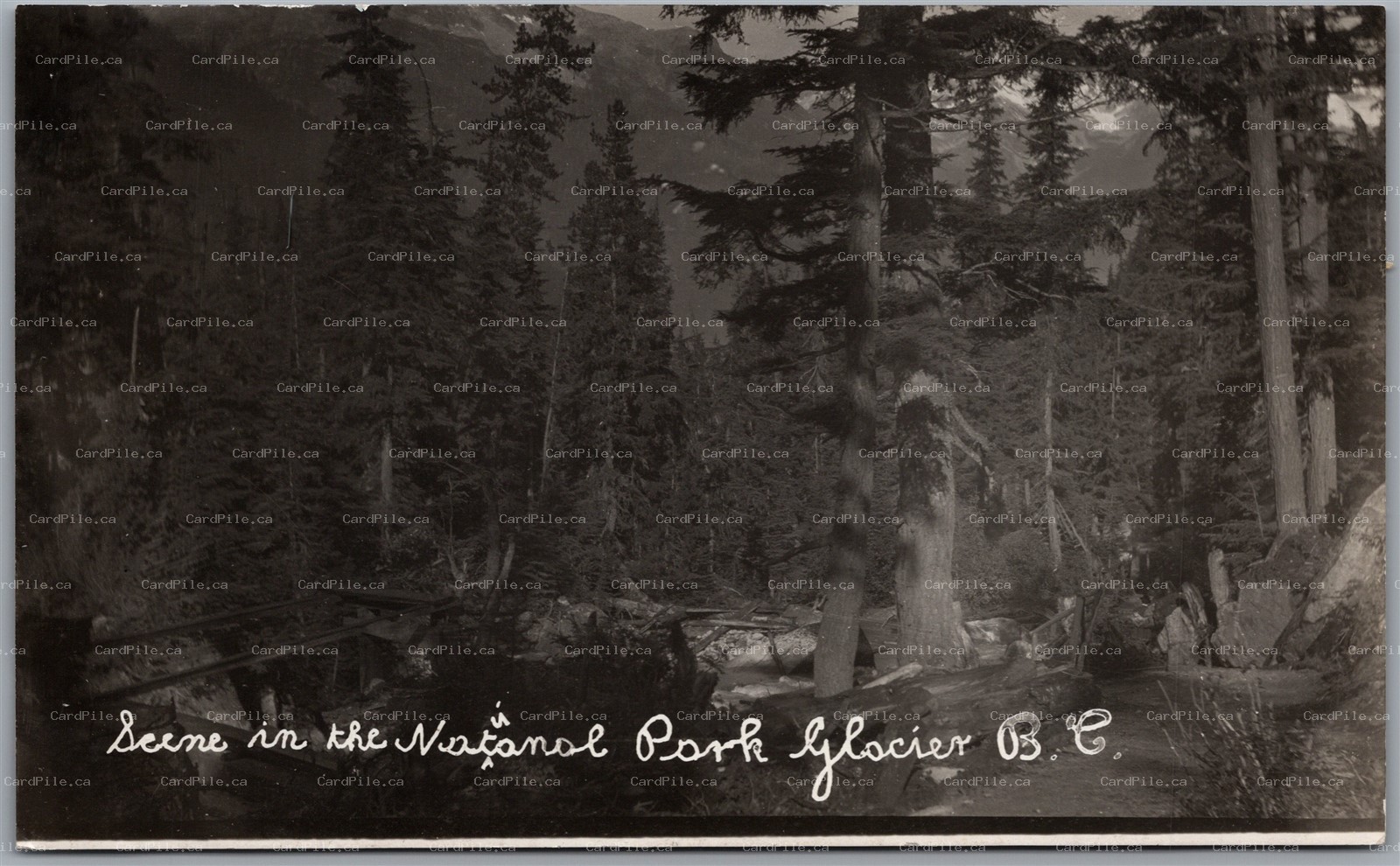 Postcard RPPC c1910s Glacier British Columbia Scene in the National Park 