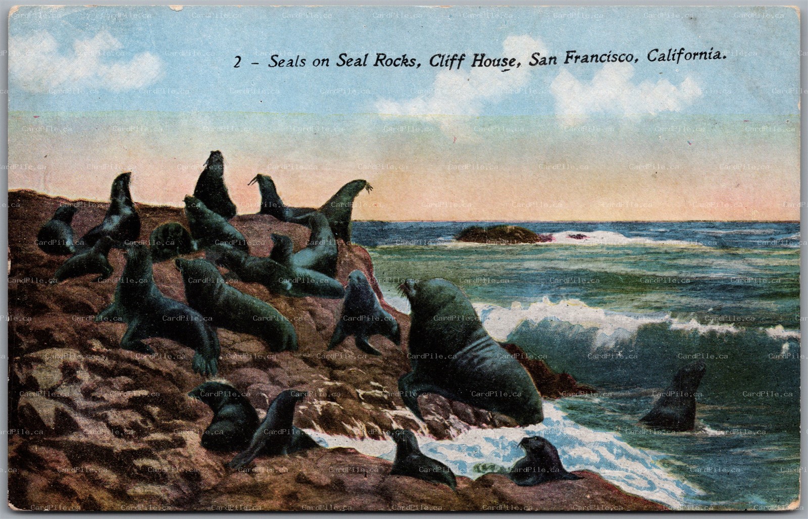 Postcard San Francisco California c1910s Seals on Seal Rocks Cliff House
