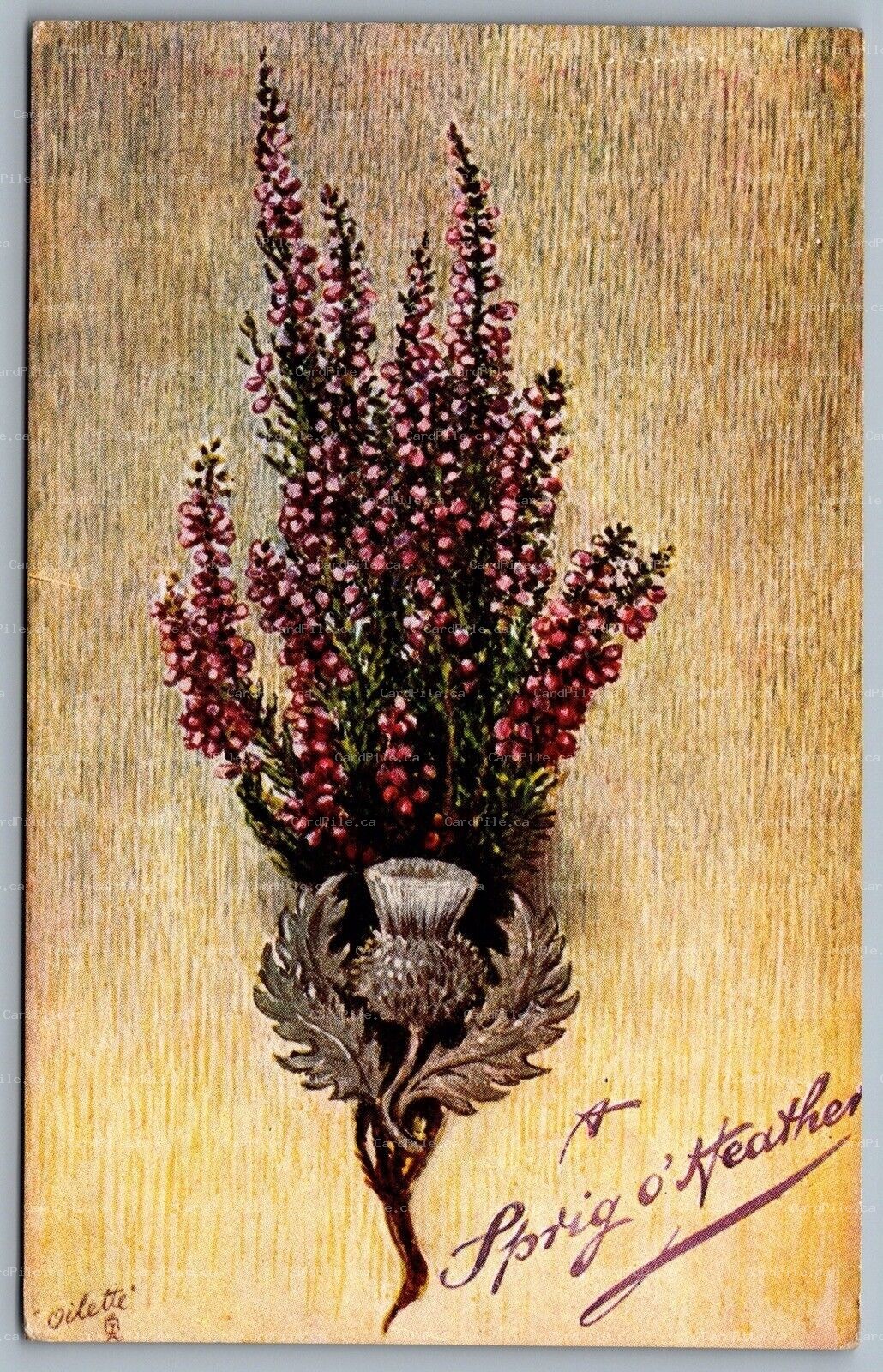 Postcard c1908 Tuck A Sprig O’ Heather Oilette 3 Ring Orb Cancel Toronto