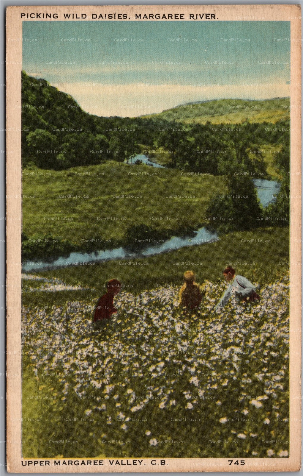 Postcard Cape Breton Nova Scotia Upper Margaree Valley Picking Wild Daisies