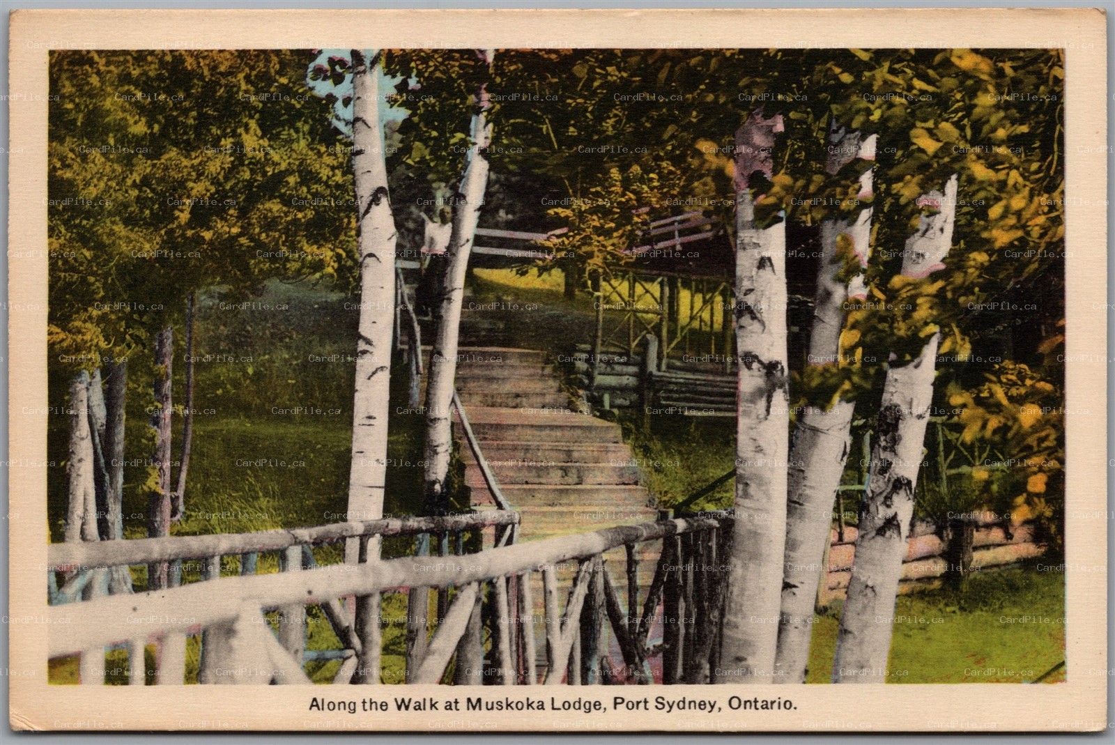 Postcard Port Sydney Ontario c1930s Along the Walk at Muskoka Lodge Birch Trees