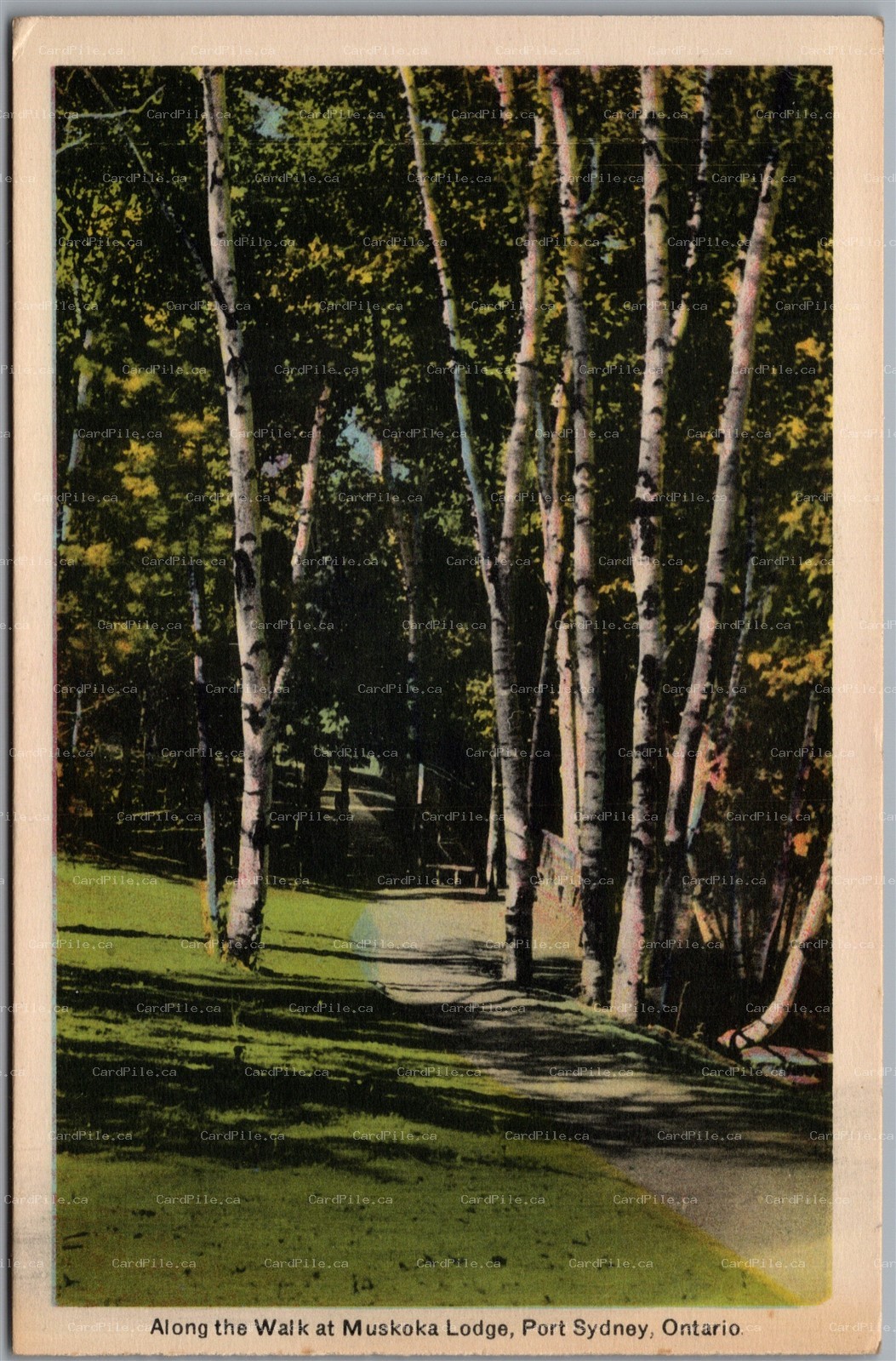Postcard Port Sydney Ontario 1930s Along the Walk at Muskoka Lodge Birch Trees B