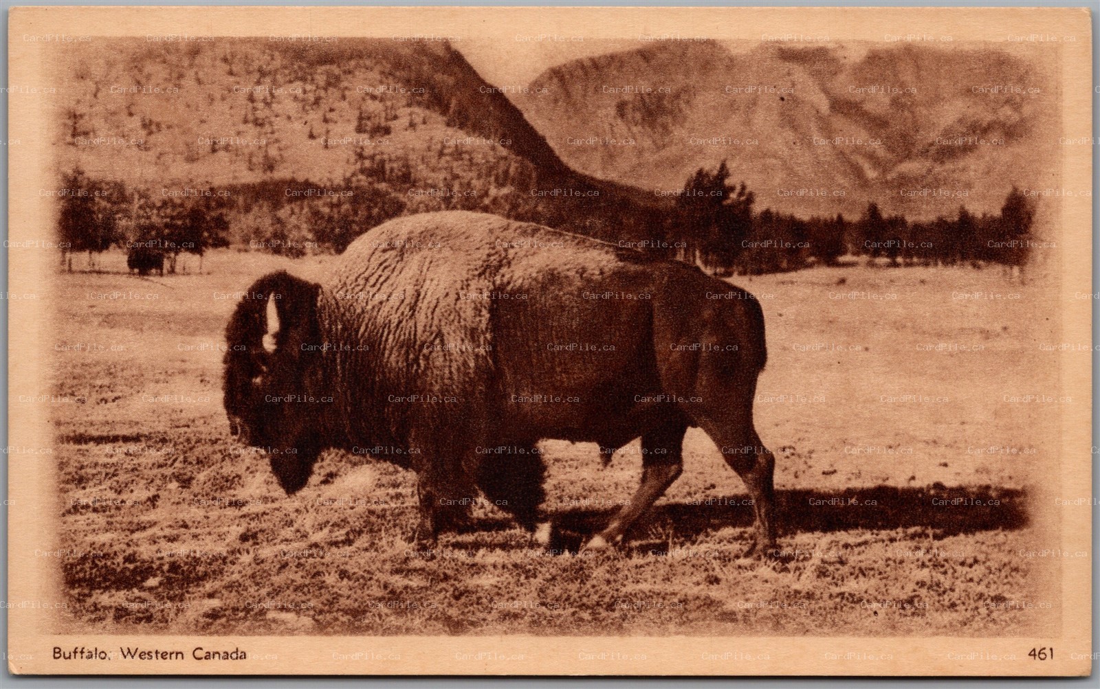 Postal Stationery c1932 Western Canada Buffalo 2c Brown Illustrated PSC Postcard
