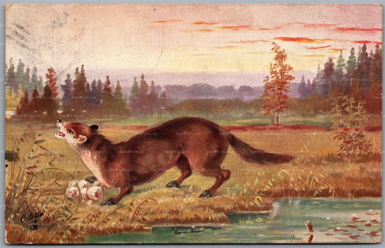 Postcard c1907 Tucks Pine Marten The Terror of the Birds Oilette No. 6932