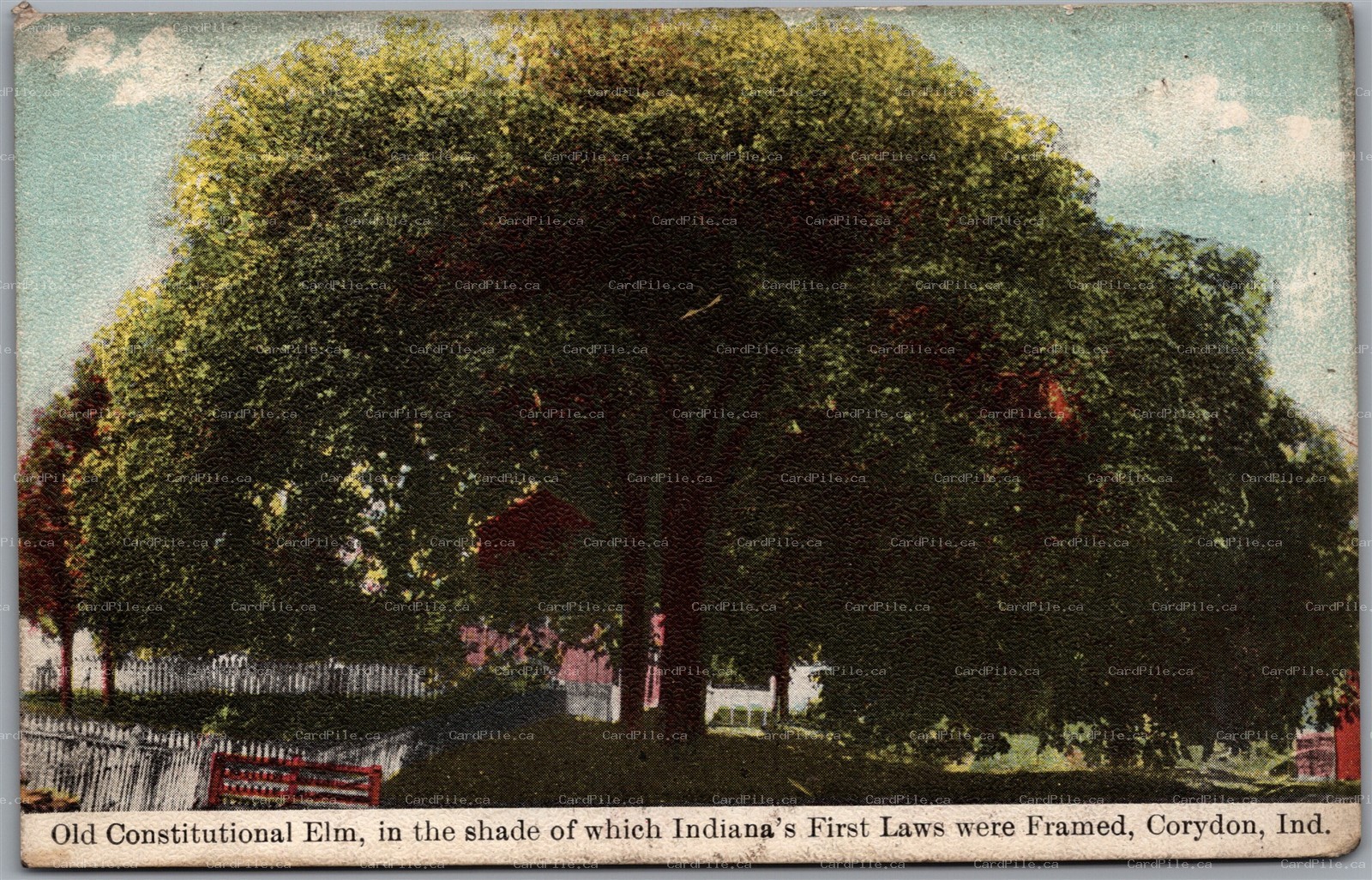 Postcard Corydon Indiana c1910s Old Constitutional Elm Harrison County