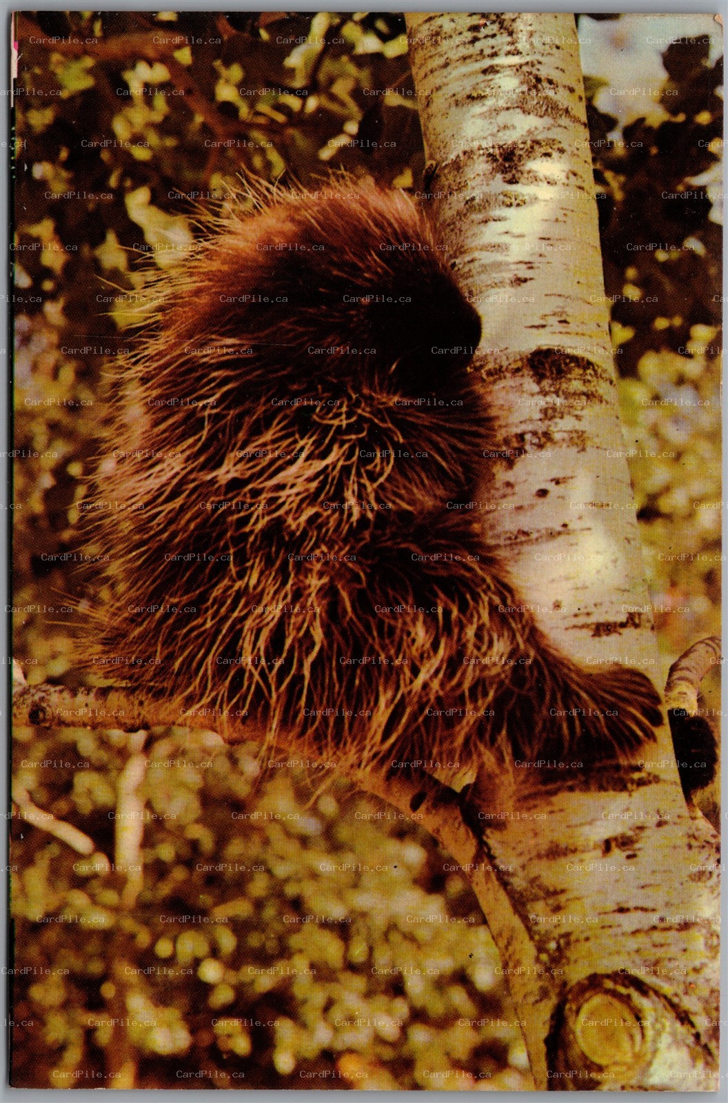 Postcard c1960s Porky the Porcupine Sitting on a Branch Birch Tree