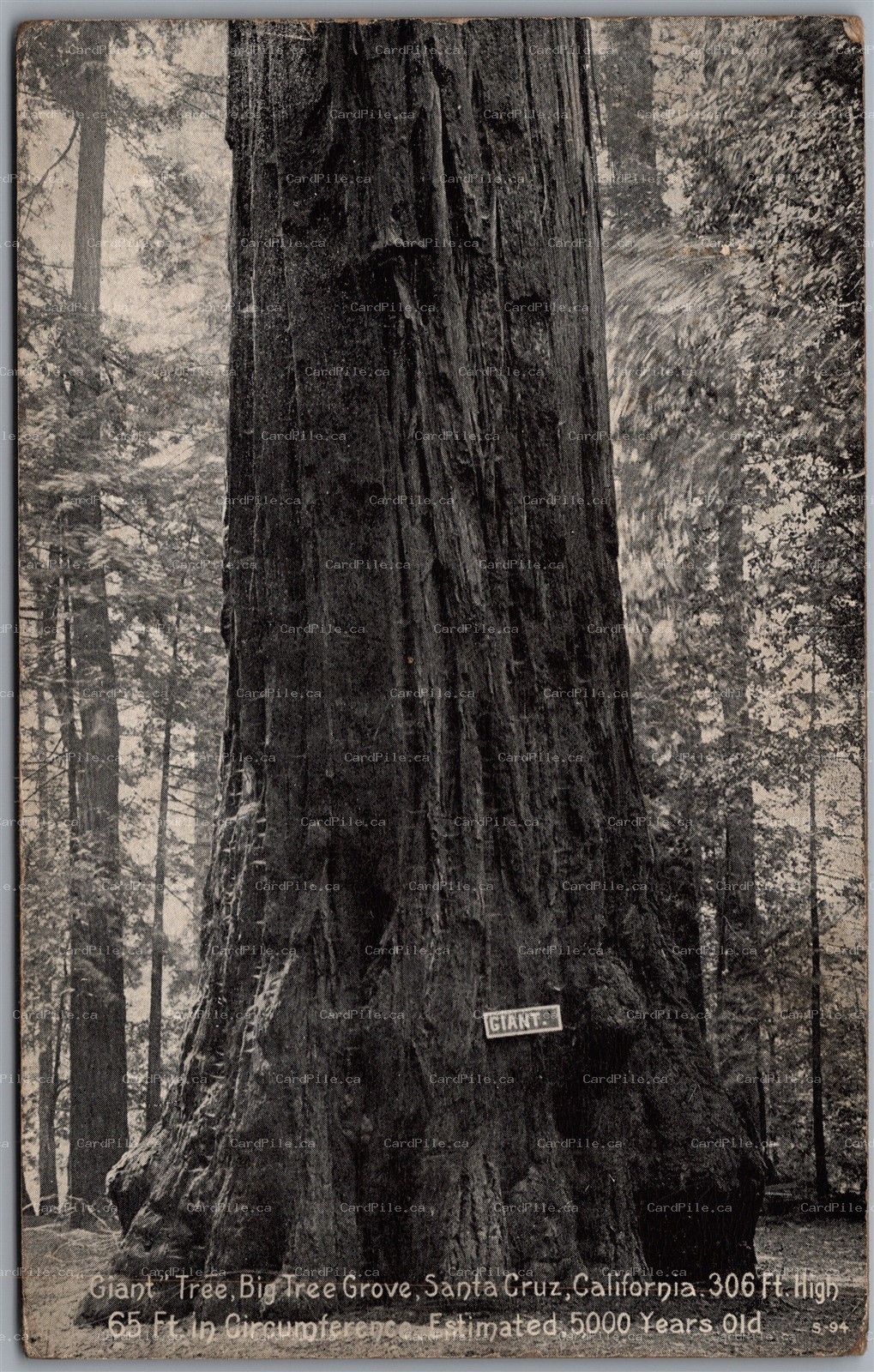 Postcard Santa Cruz California c1920 Big Tree Grove 306 Ft. High 5000 Years Old