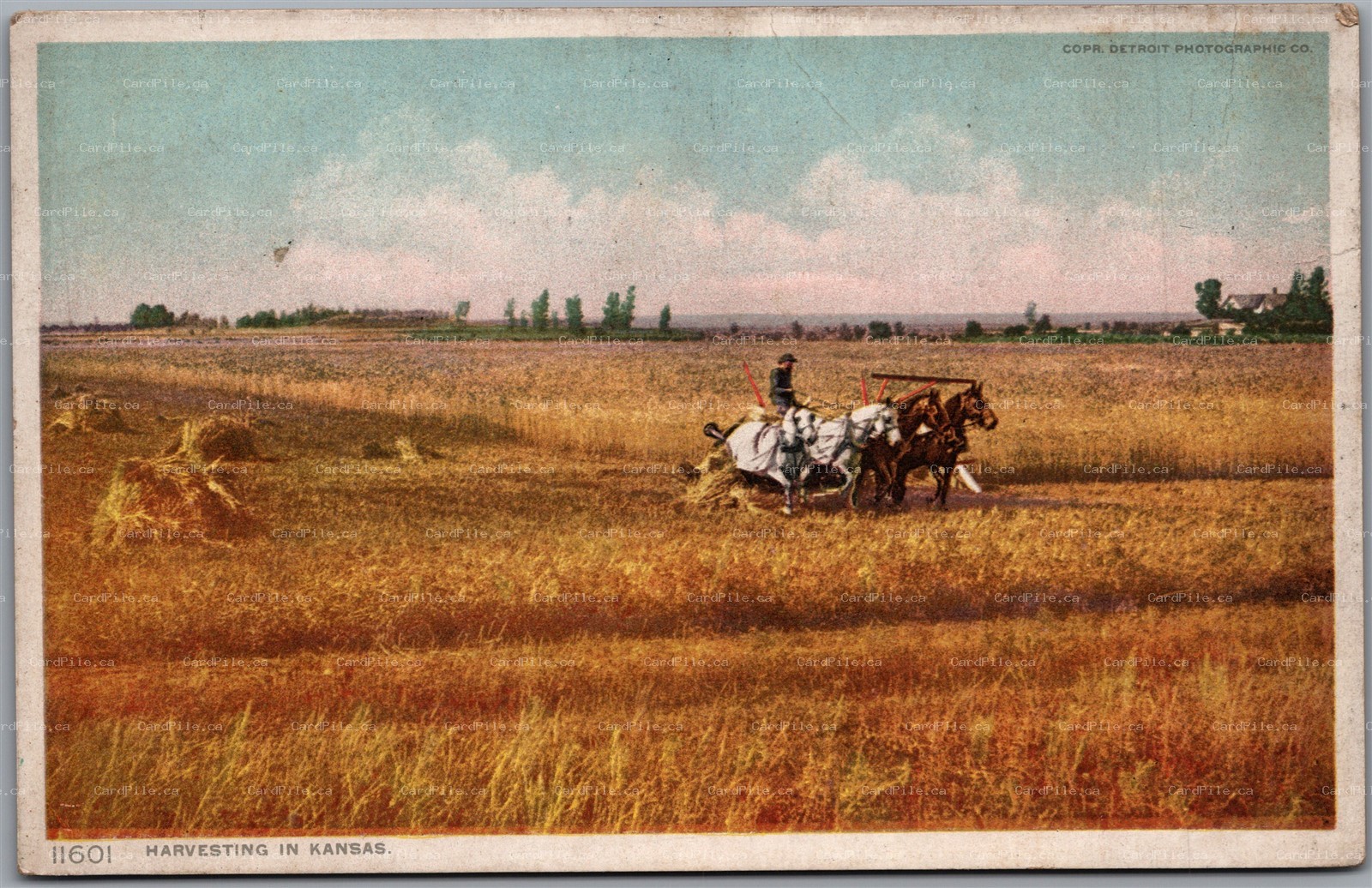 Postcard c1910s Harvesting in Kansas Detroit Publishing