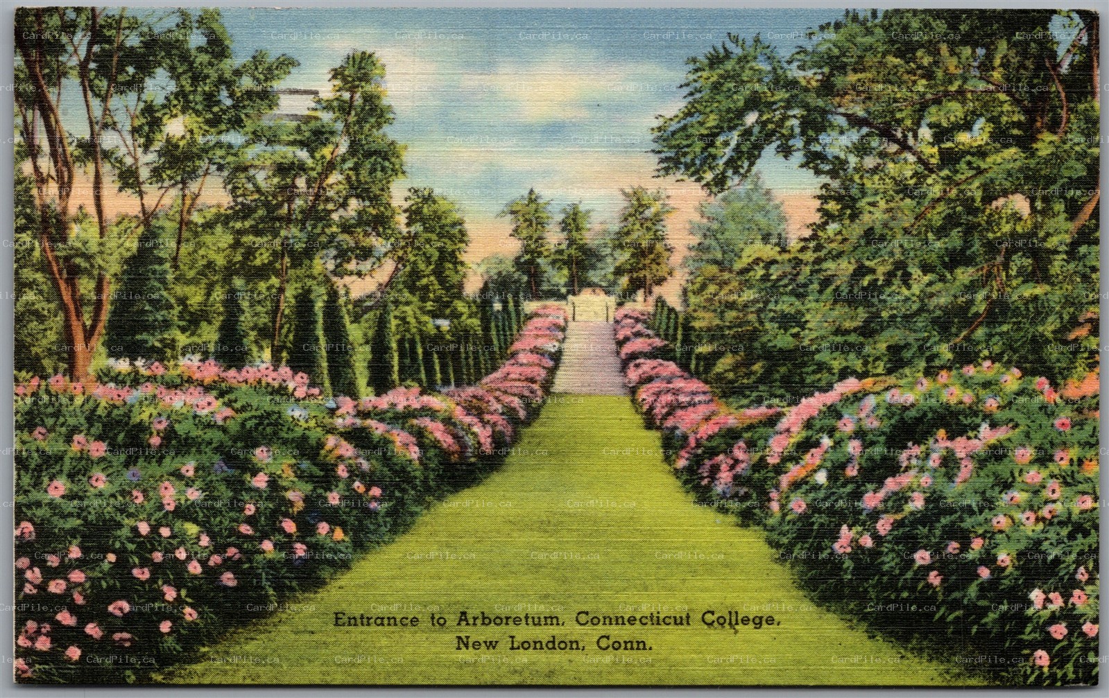 Postcard New London Connecticut c1951 College Entrance to Arboretum