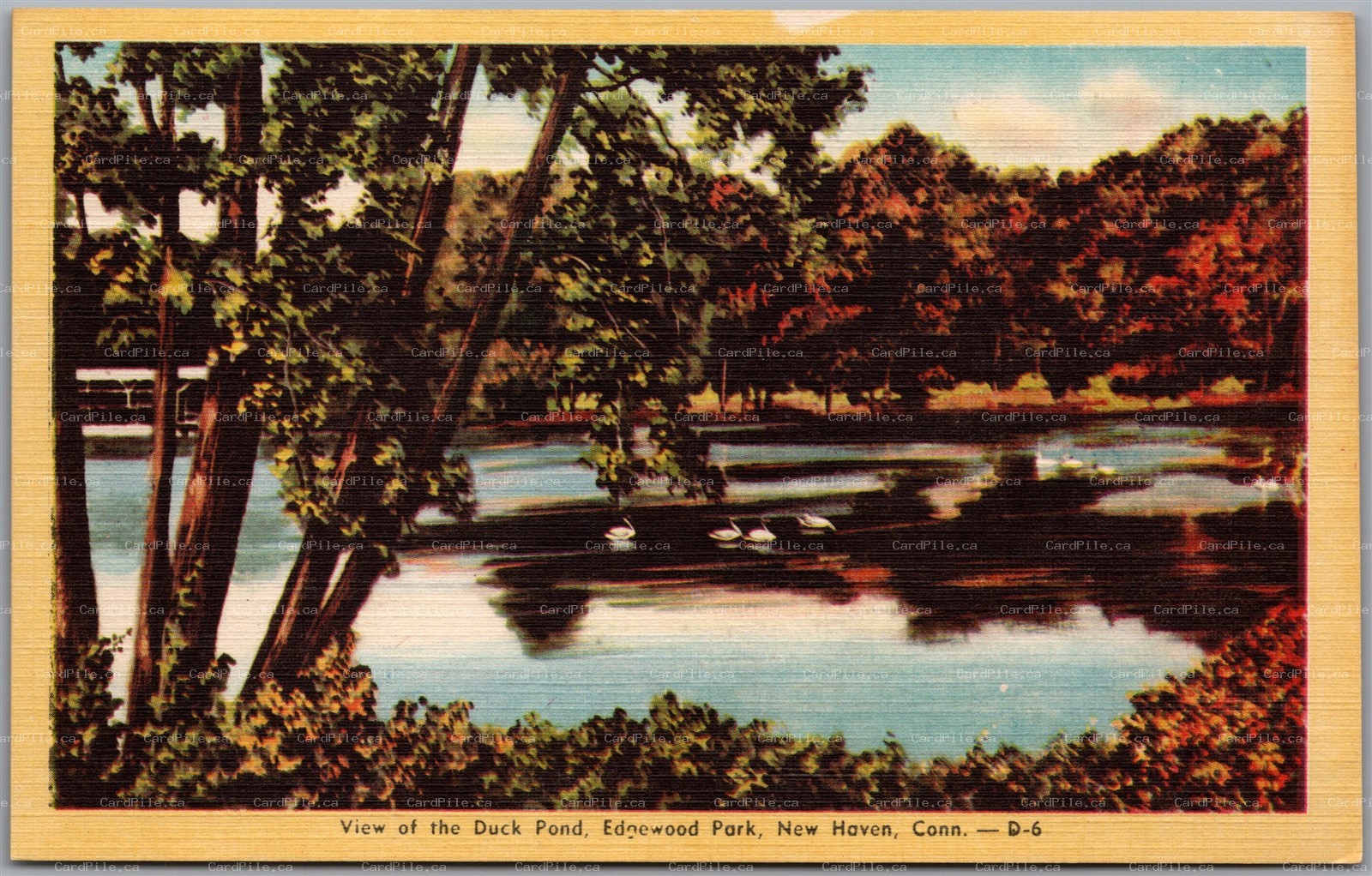 Postcard New Haven Connecticut View of the Duck Pond Edgewood Park