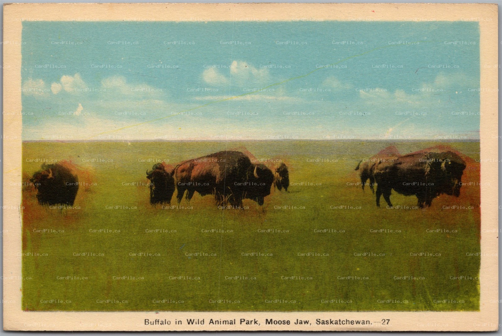 Postcard Moose Jaw Saskatchewan c1940s Buffalo in Wild Animal Park by PECO