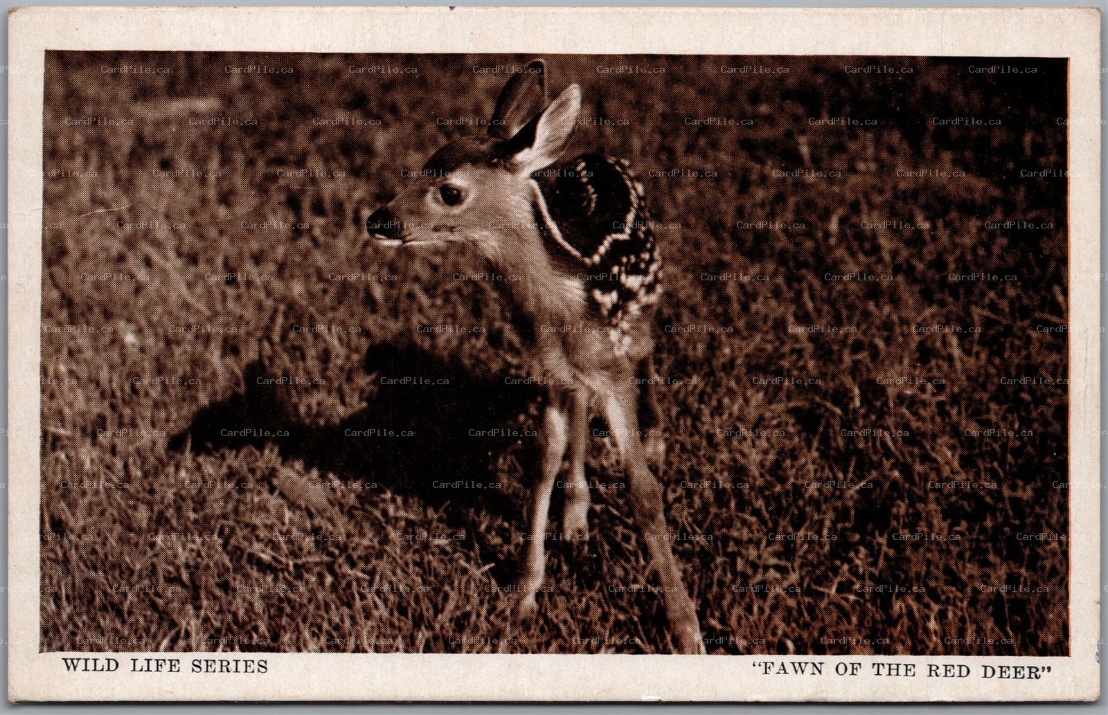 Postcard c1944 Postmarked Limberlost Lodge Ontario Red Deer Fawn Wild Life