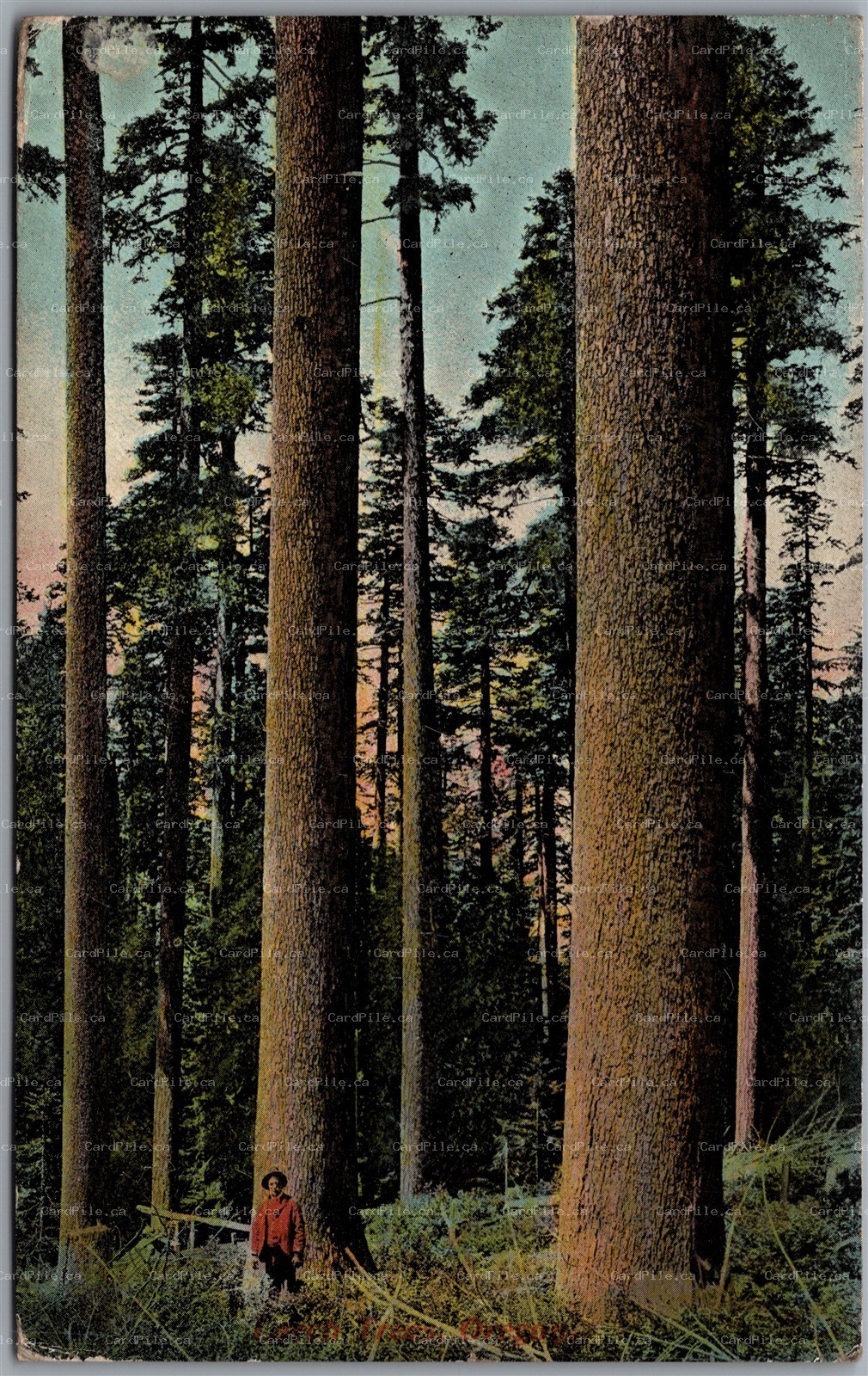 Postcard Oregon c1910s Giant Trees Timber