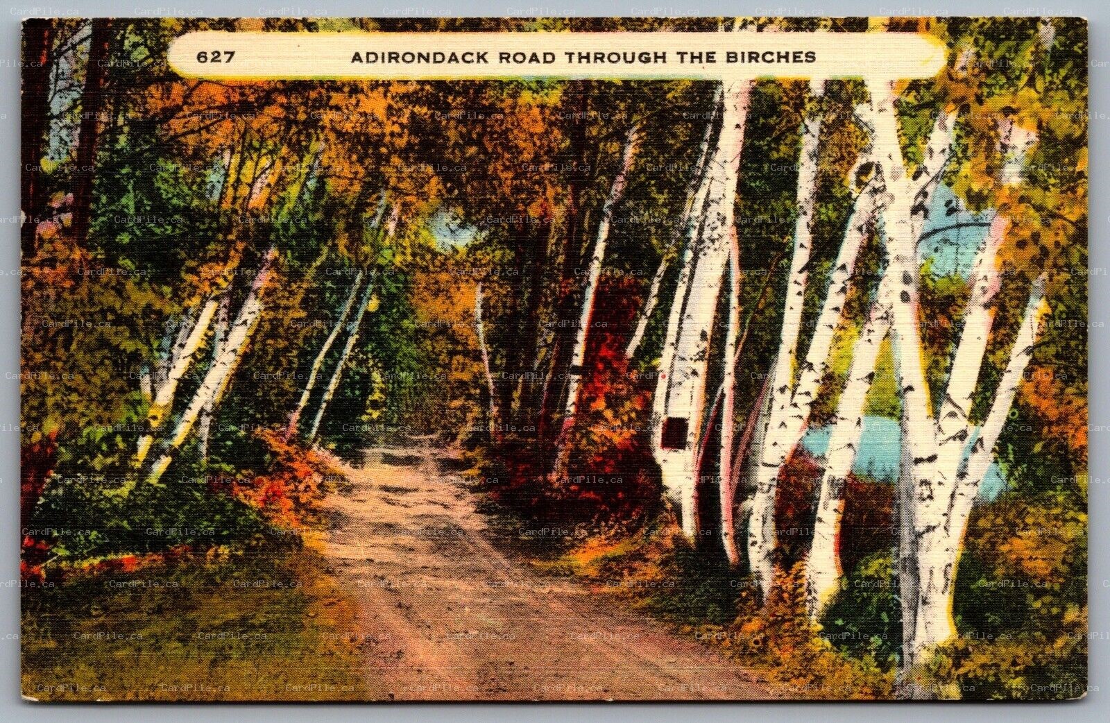 Postcard Adirondack NY c1940s Adirondack Road Through the Birches Linen