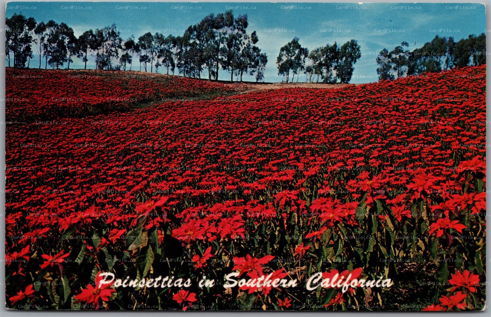Postcard Southern California San Clemente & Oceanside Poinsettia Plantation 