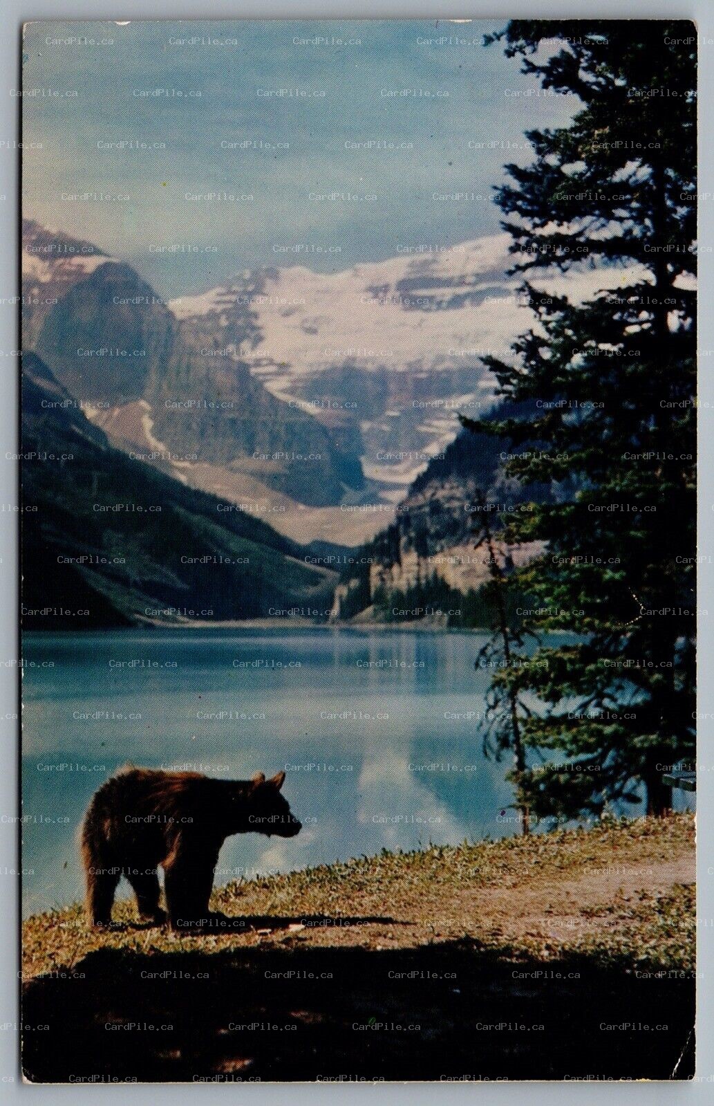 Postcard Lake Louise AB c1963 Black Bear Banff National Park
