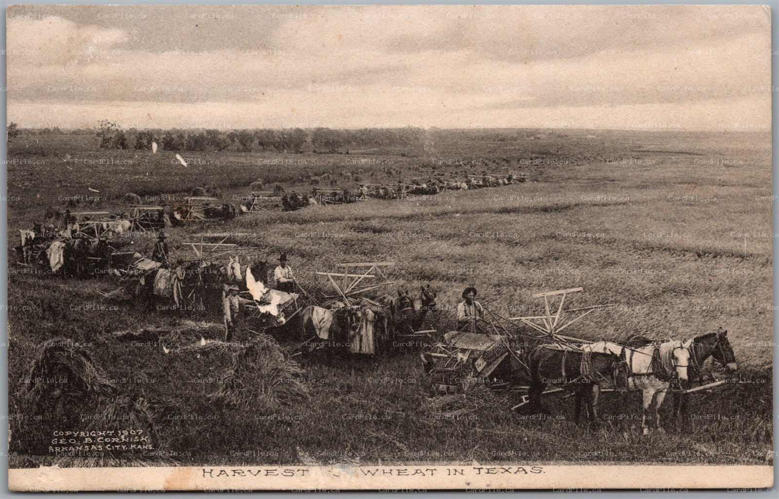 Postcard c1907 Harvesting Wheat in Texas Threshing Geo. B. Cornish Albertype