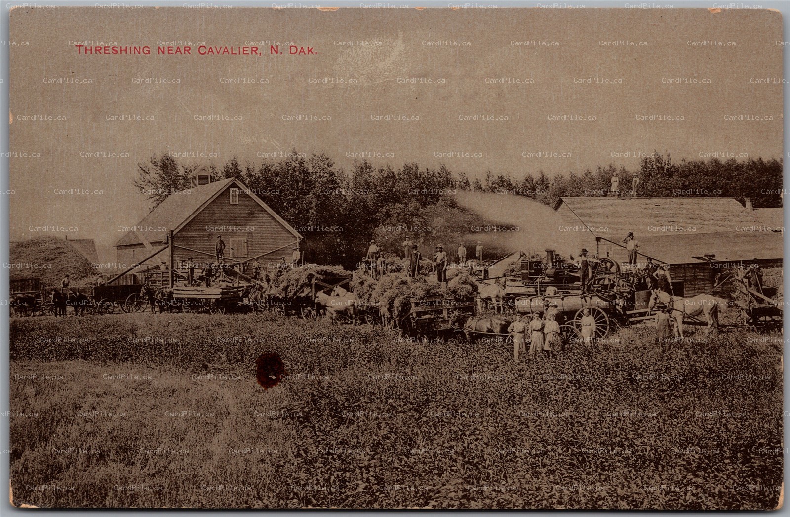 Postcard North Dakota c1910s Threshing near Cavalier Farming Steam Machine