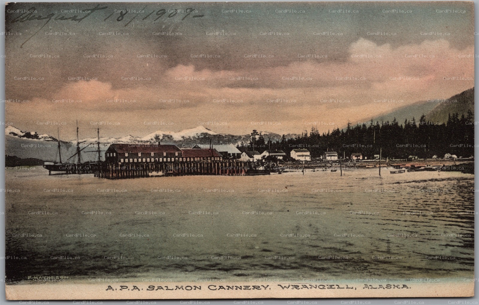 Postcard Wrangell Alaska 1909 A.P.A. Salmon Cannery by Albertype F. Matheson
