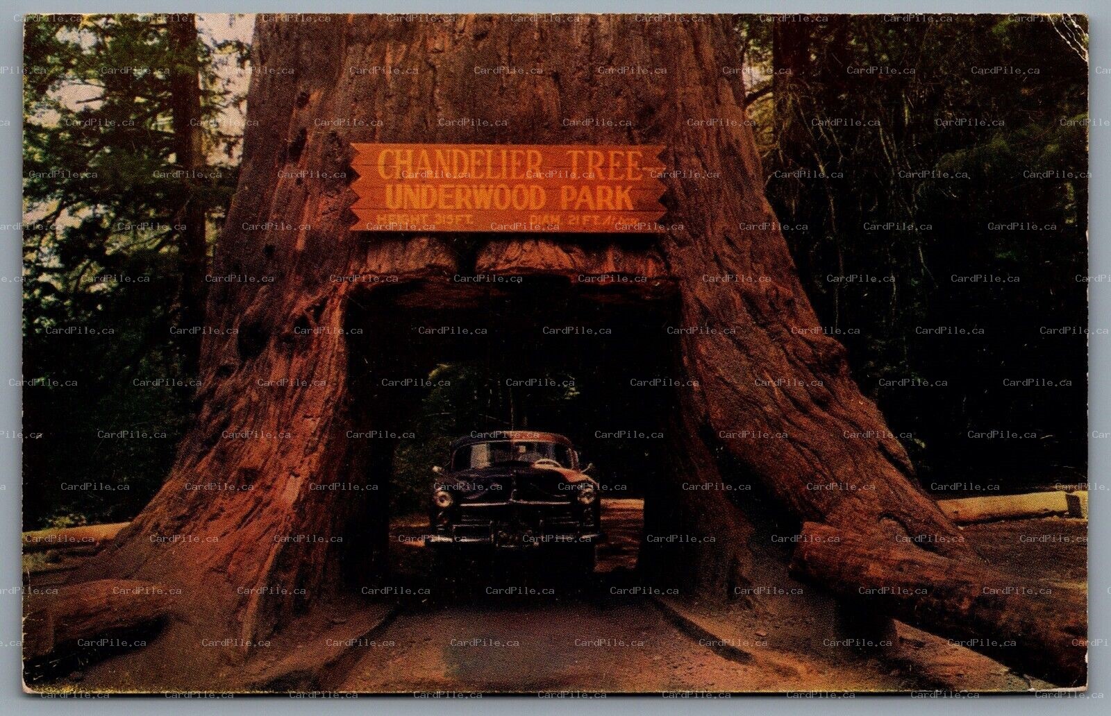 Postcard Leggett CA c1951 Chandelier Drive Thru Tree Underwood Park