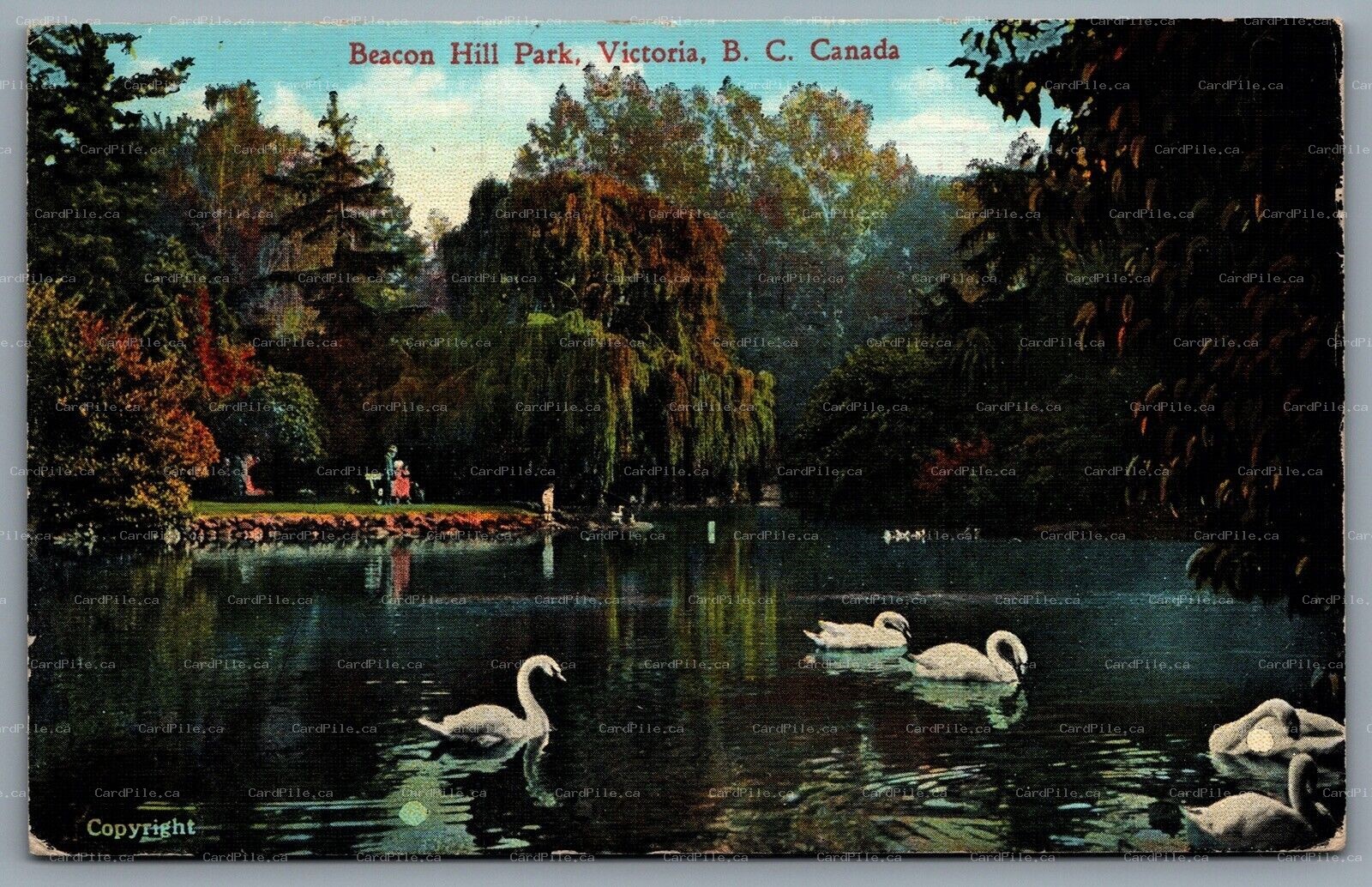 Postcard Victoria British Columbia c1938 Beacon Hill Park Swans