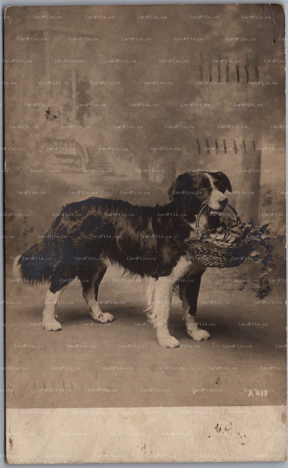 Postcard RPPC c1910 Studio Photo of Dog Carrying Basket of Leaves by Rotograph