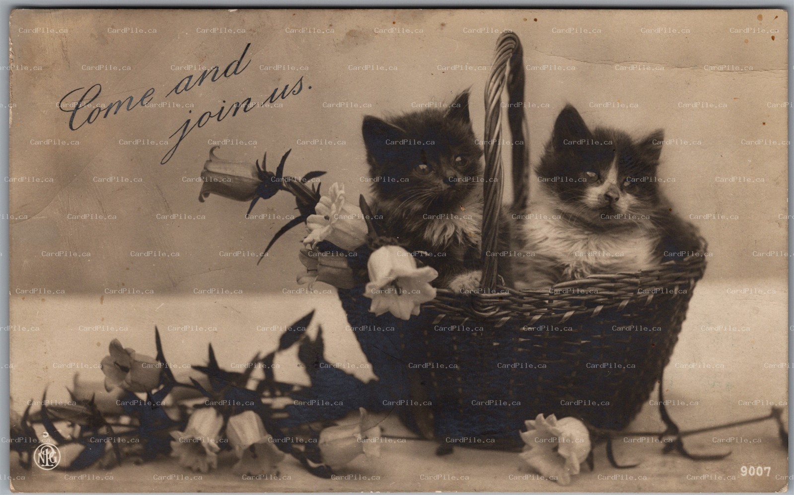 RPPC c1911 Studio Photo 2 Kittens in Basket Come Join Us to Langford Ontario NPG