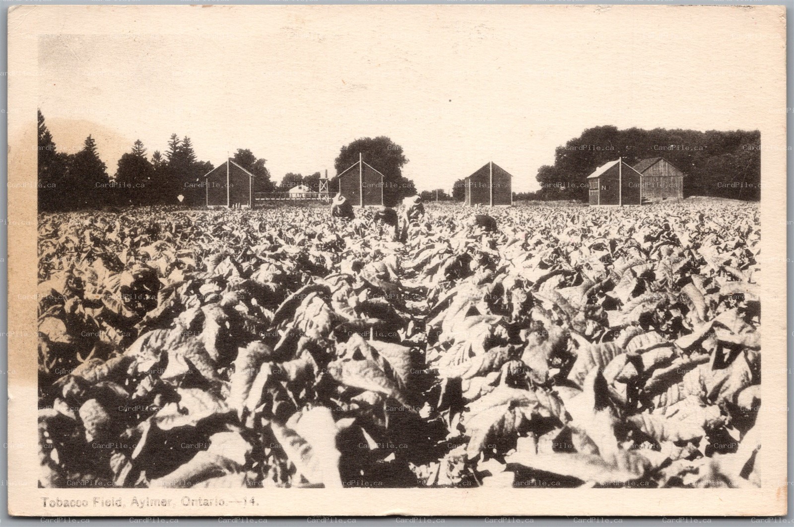 Postcard Aylmer Ontario Tabacco Field Elgin County by PECO