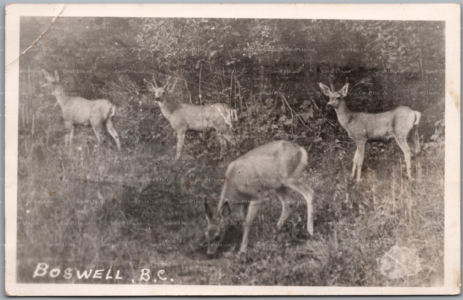 Postcard Boswell British Columbia c1949 Deer Grazing Split Ring Cancel Lavington