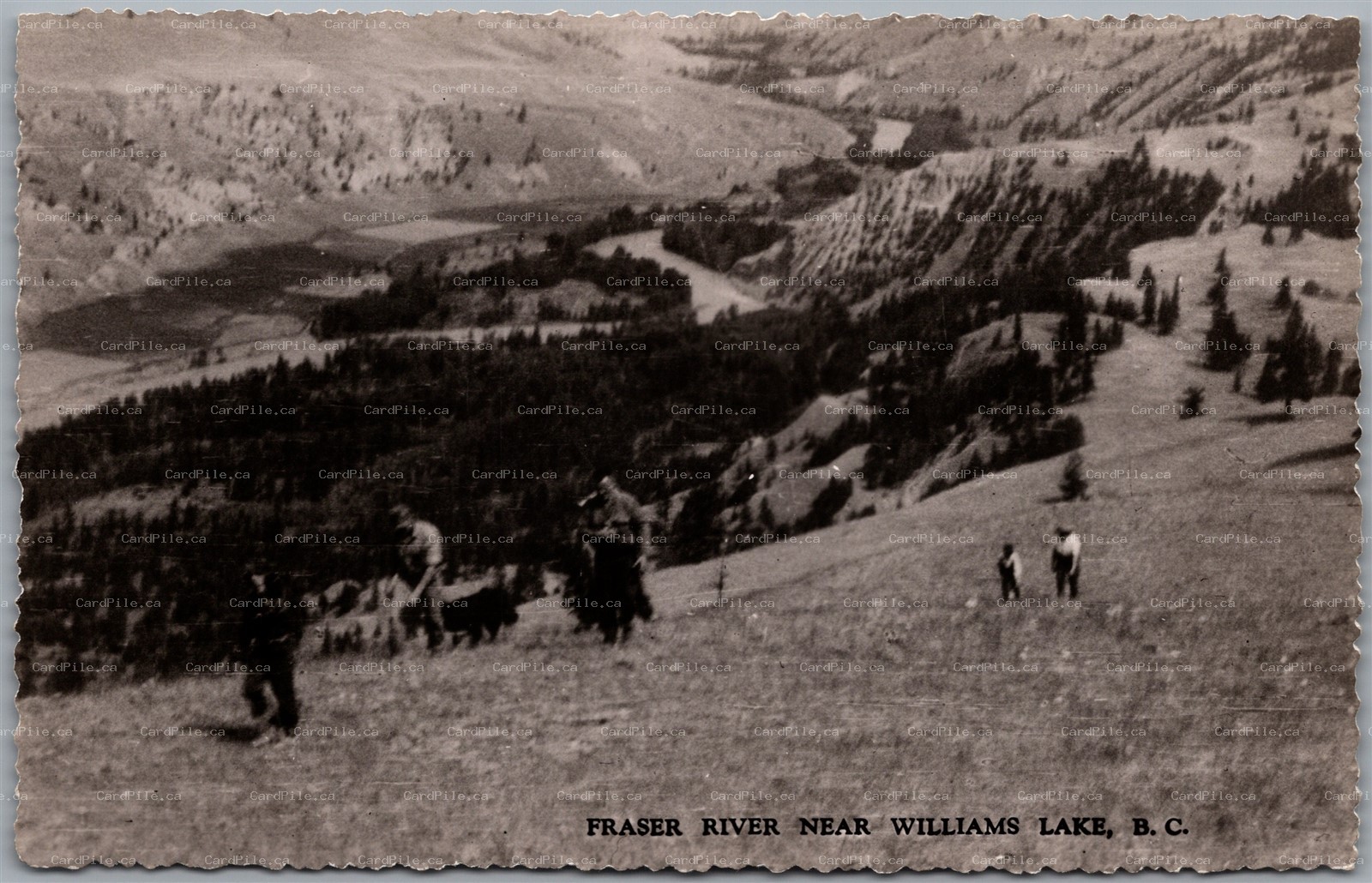 Postcard RPPC c1957 Cariboo British Columbia Fraser River Near Williams Lake