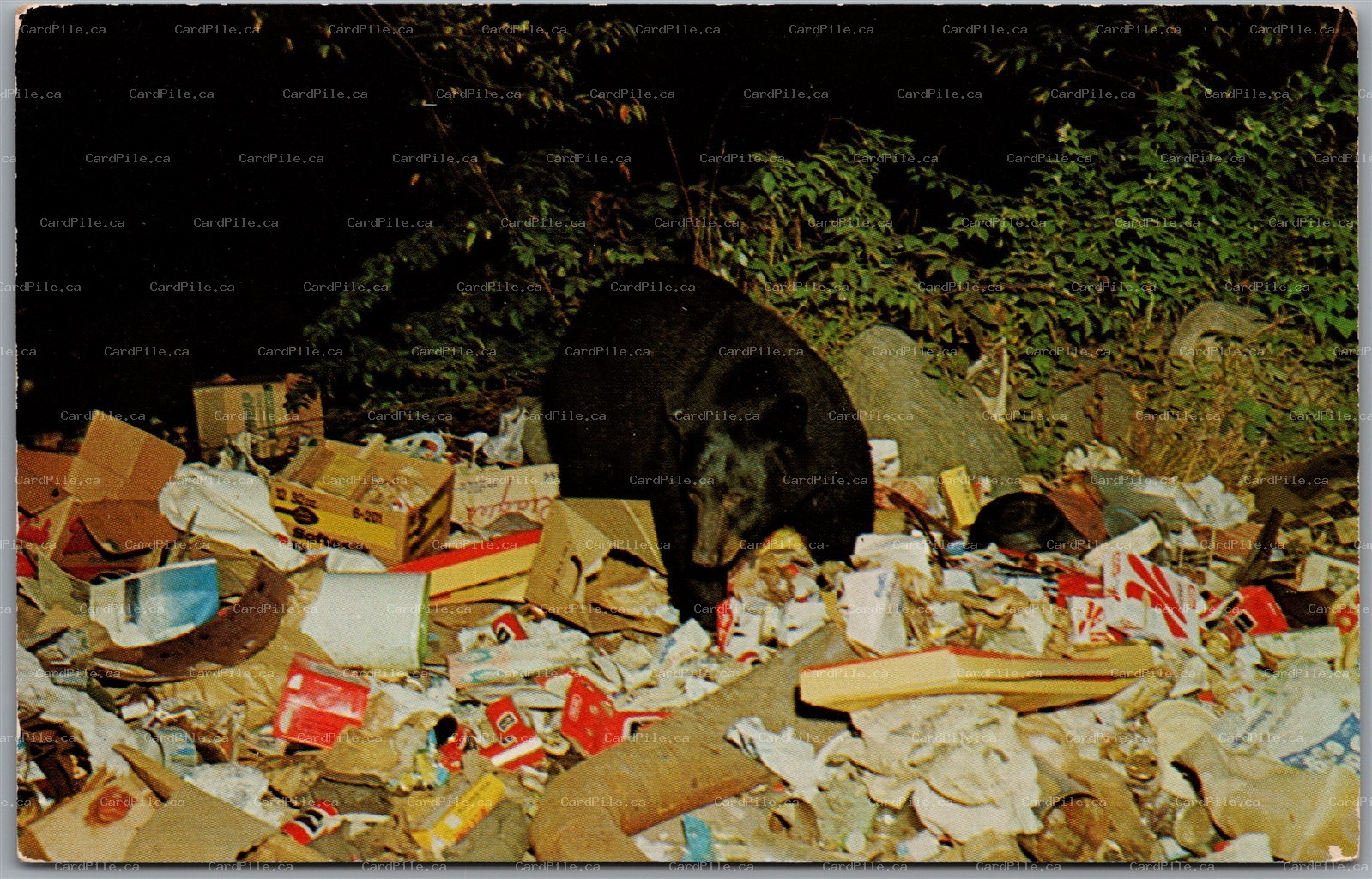 Postcard Central Adirondacks New York Black Bear Feeding at the Village Dumps