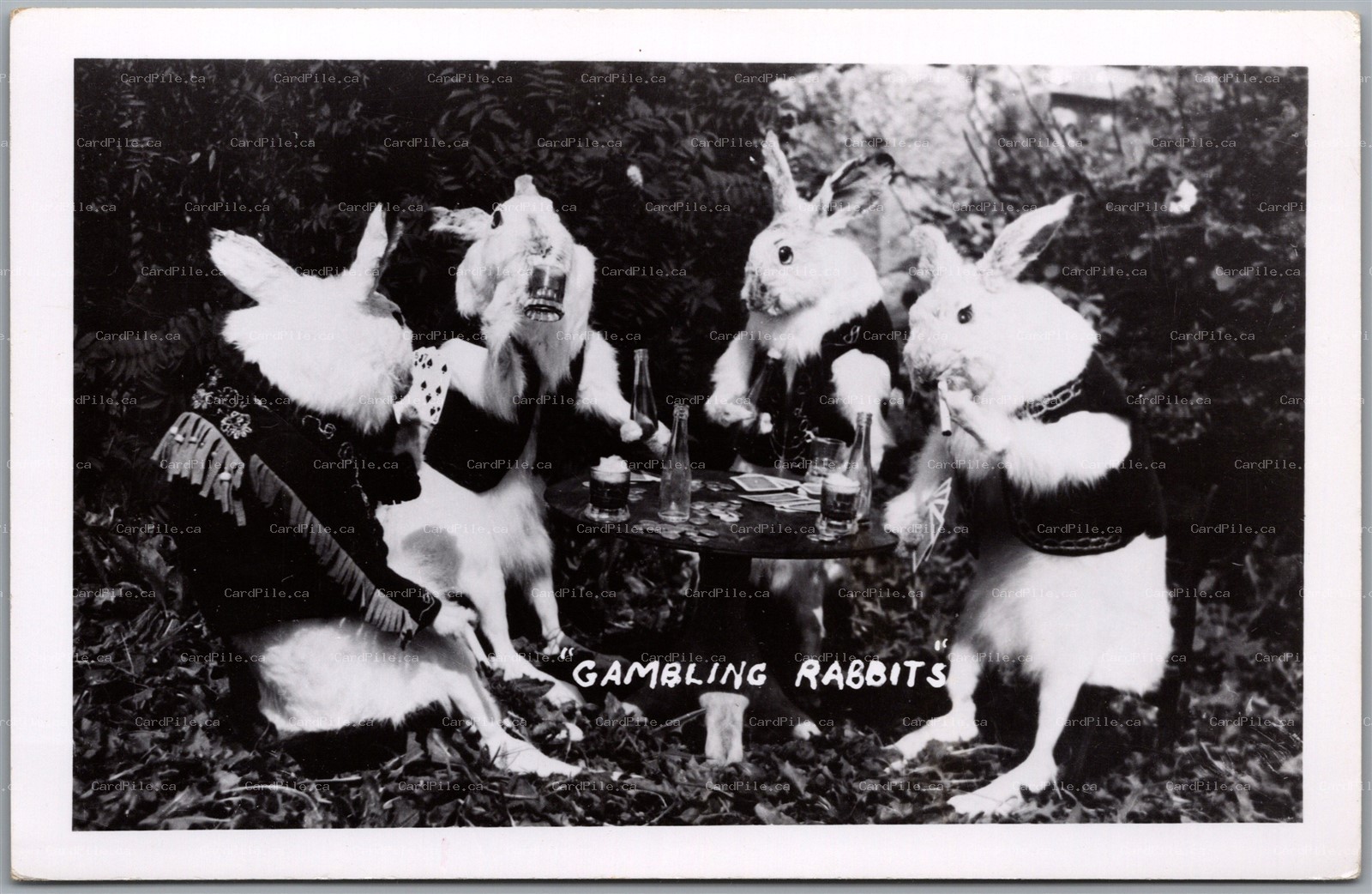 Postcard RPPC Gambling Rabbits Playing Poker Drinking Beer Smoking Cigarette